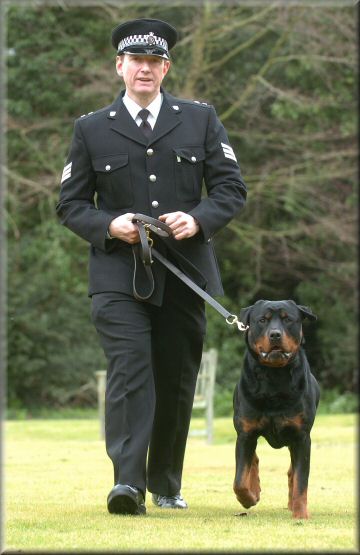 history of rottweilers rottweilers by kennin on emaze history of rottweilers rottweilers by kennin on emaze